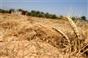 الاونروا تنفي مسؤوليتها عن نقص القمح بغزة