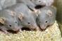 تجارب جديدة على الفئران تشير الى حماية الخصوبة عند الاناث 