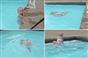  شاهد بالفيديو - محترفة سباحة في سن الـ18 شهرا 